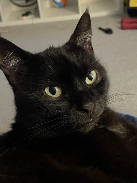 Here is the worlds most beautiful cat