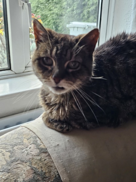 Hymns in Minor Keys & the Russian Easter Overture - the Excellent Cats ignore Culture.....