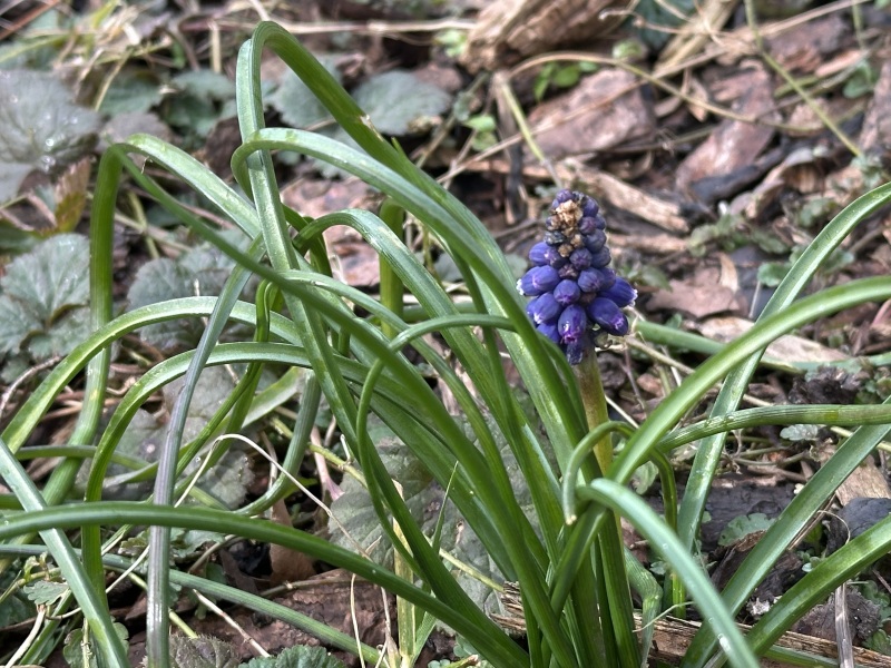 The Year Round Nigel Slater Discussion thread