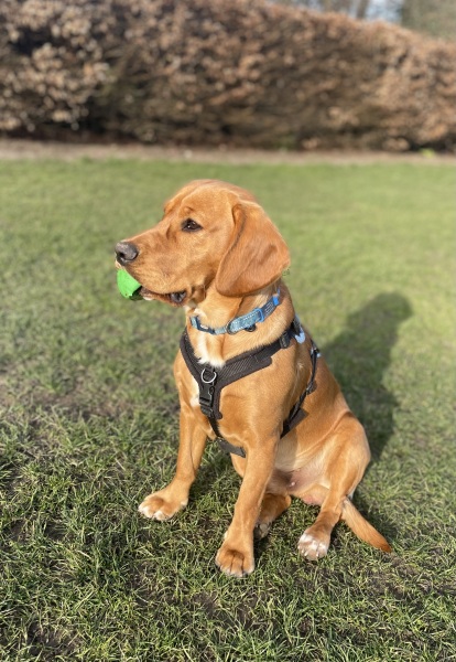 Golden retriever x cocker spaniel