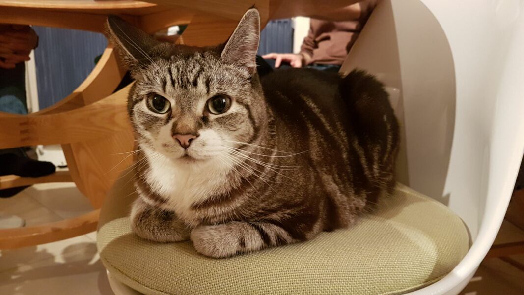 Here is the worlds most beautiful cat