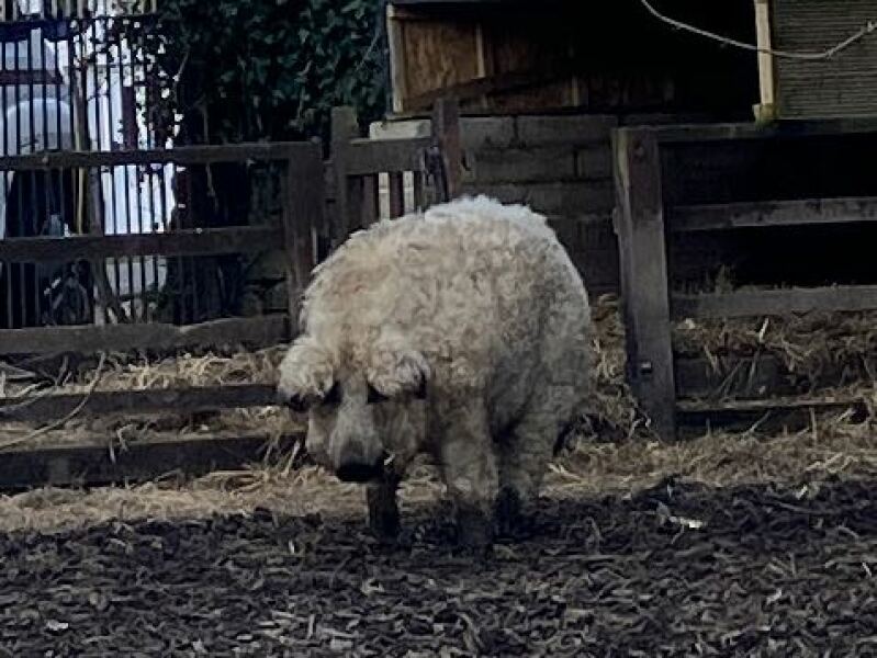 The Bluestocking - where Spring has sprung and the grass is riz.