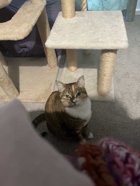 Hymns in Minor Keys & the Russian Easter Overture - the Excellent Cats ignore Culture.....