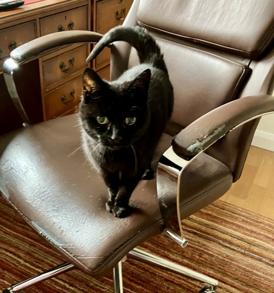 Lap dances, strippers and punch-ups - the Excellent Cats arrange a stag party