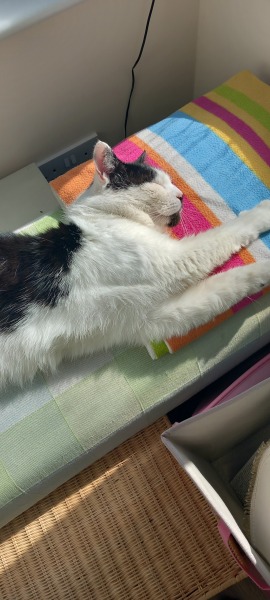 Hymns in Minor Keys & the Russian Easter Overture - the Excellent Cats ignore Culture.....