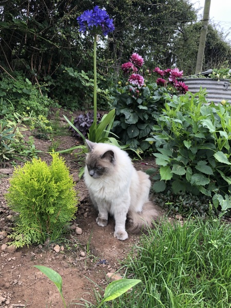 Here is the worlds most beautiful cat