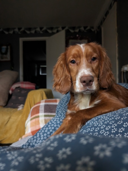 Adolescent Dog Survival Thread - get teenage licks right through the night!