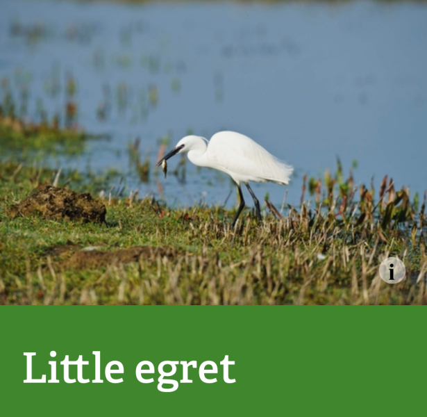The Bluestocking - where women are women, and small furry animals are gerbils, quokkas,  capybaras, or a red panda called Rosy