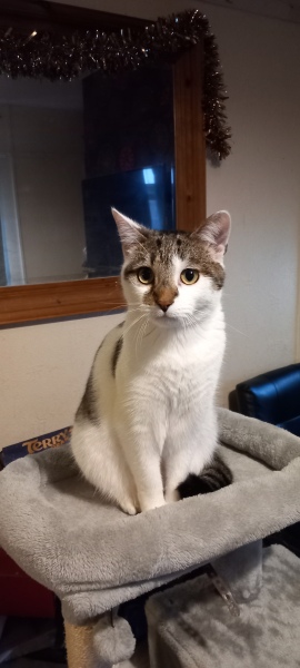 Here is the worlds most beautiful cat