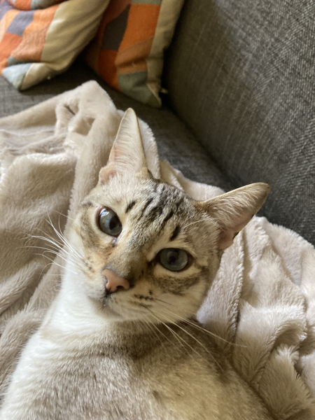 Here is the worlds most beautiful cat