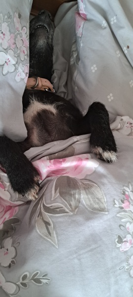 Thread 20 Starmer - Spring Statement