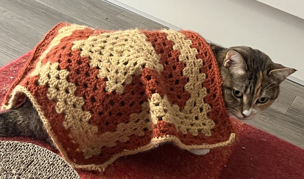 Lap dances, strippers and punch-ups - the Excellent Cats arrange a stag party