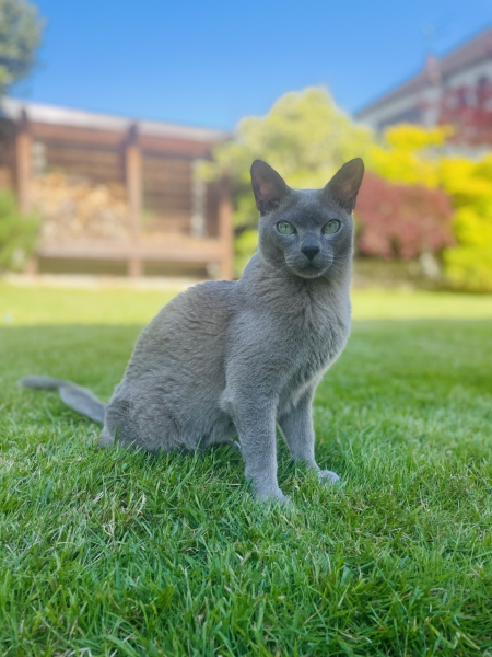 Here is the worlds most beautiful cat