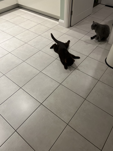 Cat losing control of  legs- help please