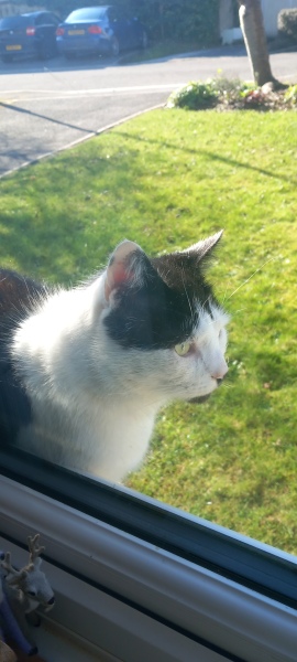 Hymns in Minor Keys & the Russian Easter Overture - the Excellent Cats ignore Culture.....