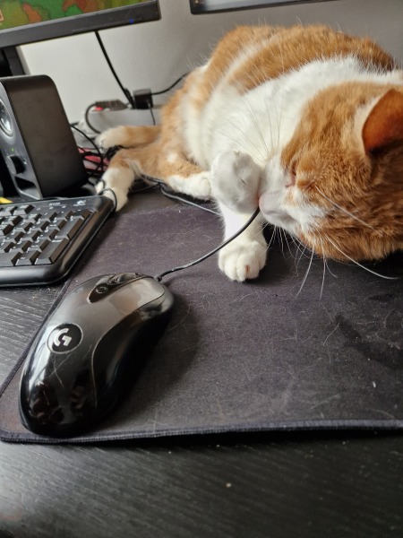 Lap dances, strippers and punch-ups - the Excellent Cats arrange a stag party