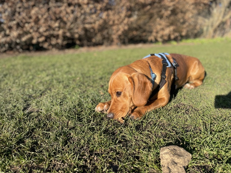 Adolescent Dog Survival Thread - get teenage licks right through the night!