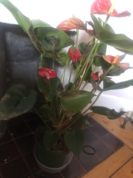 Anyone good with houseplants? What's wrong with mine?