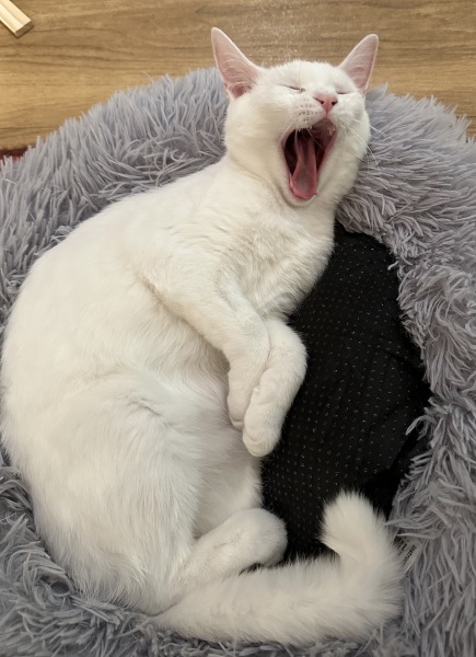 Lap dances, strippers and punch-ups - the Excellent Cats arrange a stag party