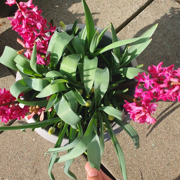 What plant are these long leaves in my bulb lasagne?