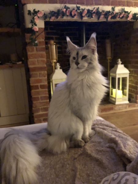 Here is the worlds most beautiful cat