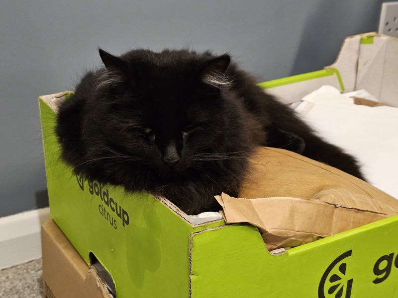 Lap dances, strippers and punch-ups - the Excellent Cats arrange a stag party