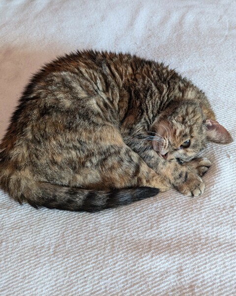 Hymns in Minor Keys & the Russian Easter Overture - the Excellent Cats ignore Culture.....