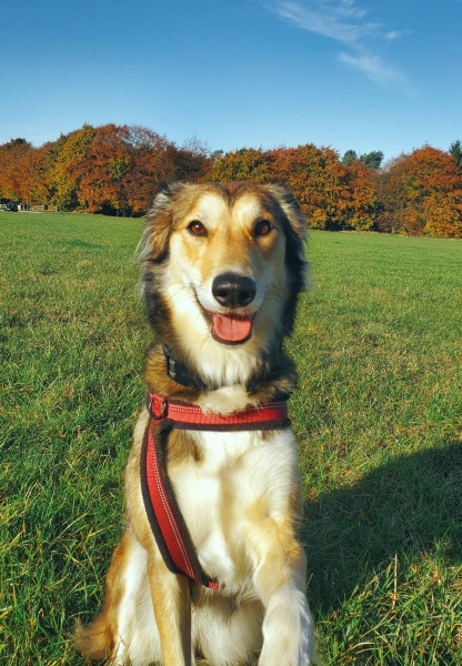 Saluki Cross rescue