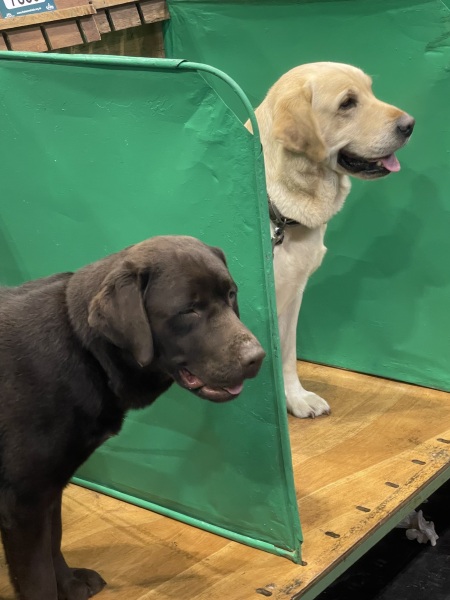 Crufts was masssssssssssssive