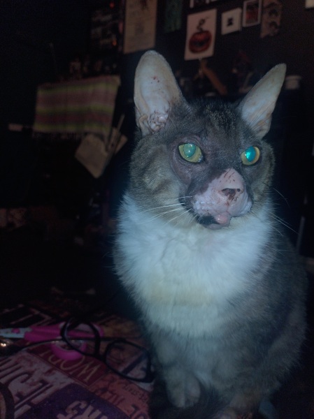 Lap dances, strippers and punch-ups - the Excellent Cats arrange a stag party