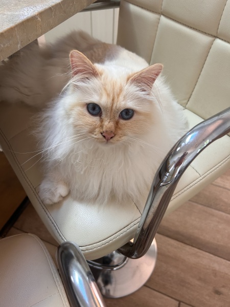 Here is the worlds most beautiful cat
