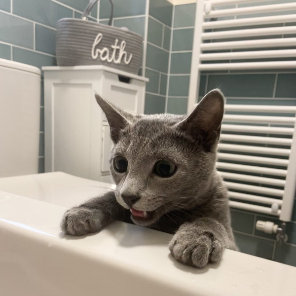 Here is the worlds most beautiful cat