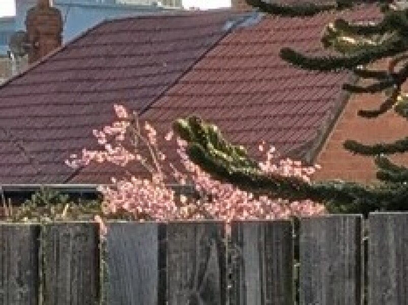 Thread 20 Starmer - Spring Statement