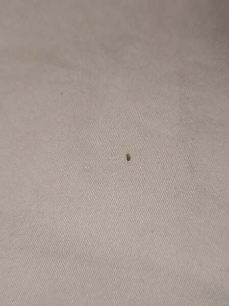 Does this look like a bedbug?