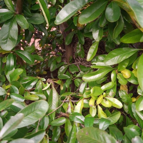 Thread 19 Starmer - A Coalition of the Willing