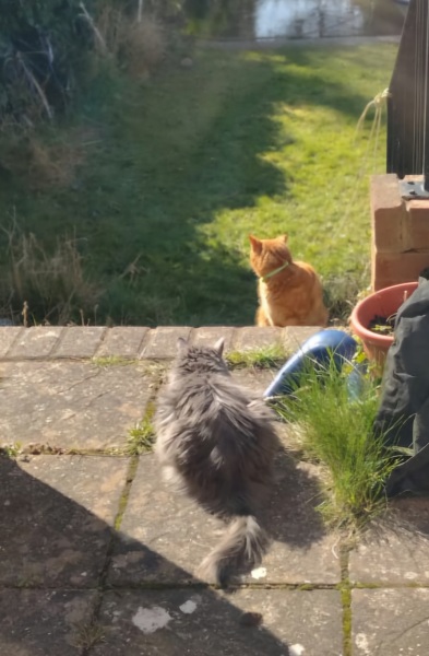 Lap dances, strippers and punch-ups - the Excellent Cats arrange a stag party