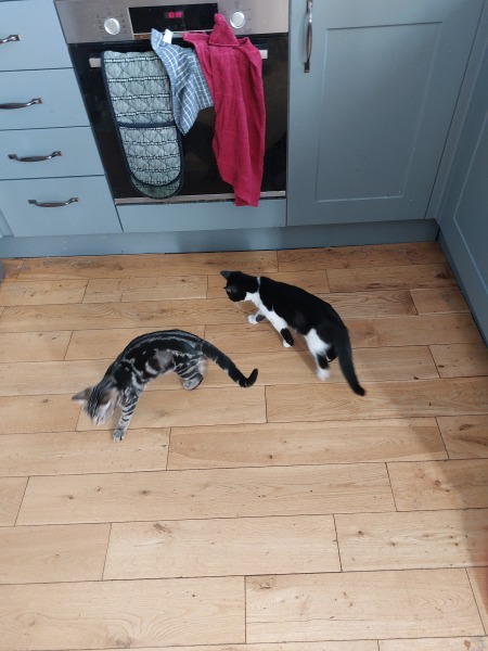 Mum and DH being horrid about getting more cats