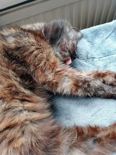 Hymns in Minor Keys & the Russian Easter Overture - the Excellent Cats ignore Culture.....