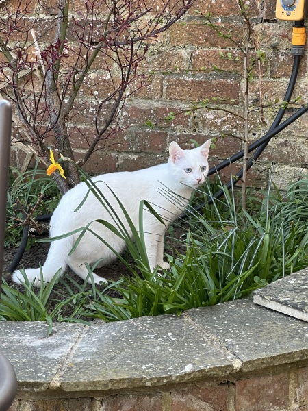 Hymns in Minor Keys & the Russian Easter Overture - the Excellent Cats ignore Culture.....