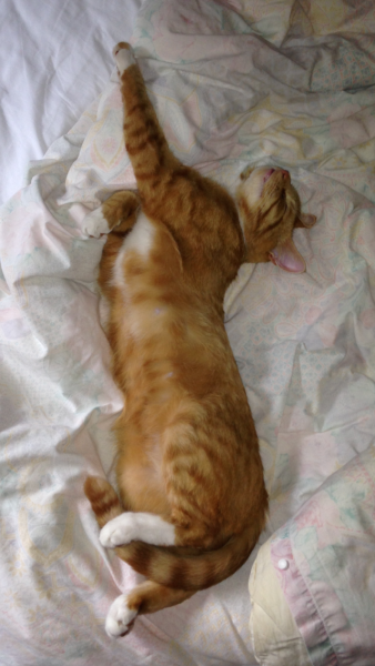 To ask if your pet sleeps on your bed?