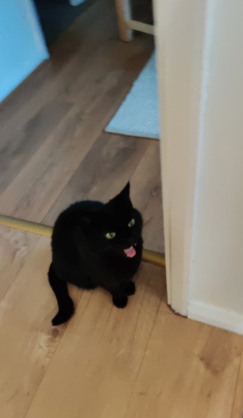 Here is the worlds most beautiful cat