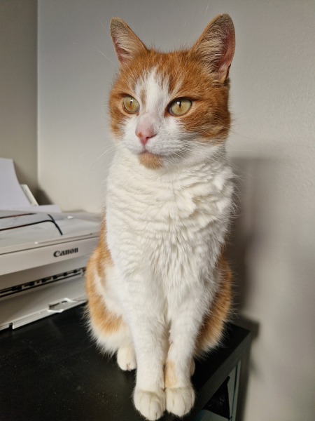 Here is the worlds most beautiful cat
