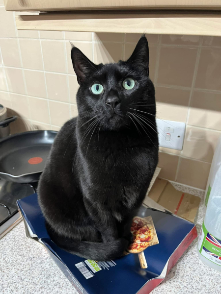 Here is the worlds most beautiful cat