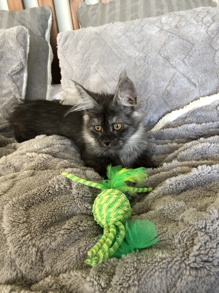 New Addition