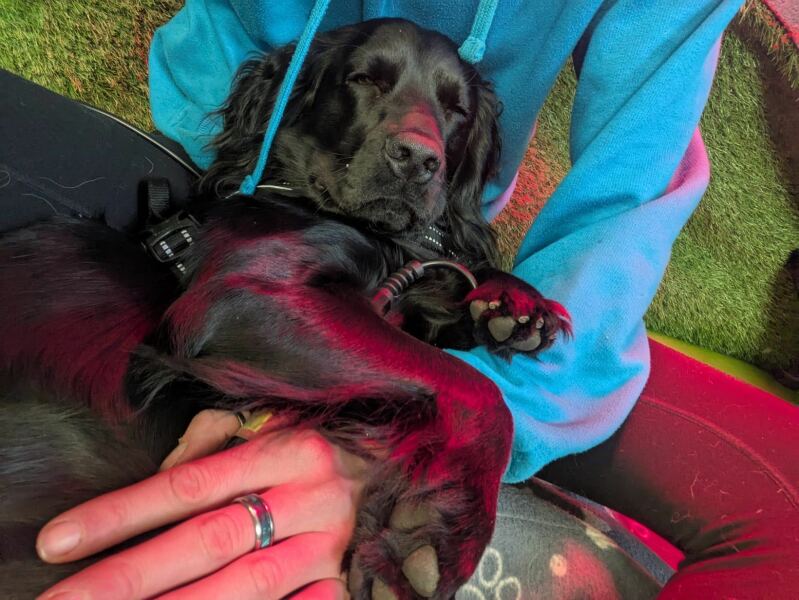 Adolescent Dog Survival Thread - get teenage licks right through the night!