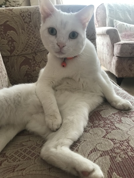 Here is the worlds most beautiful cat