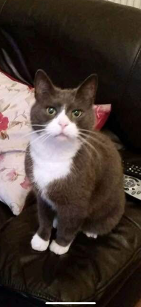 Here is the worlds most beautiful cat