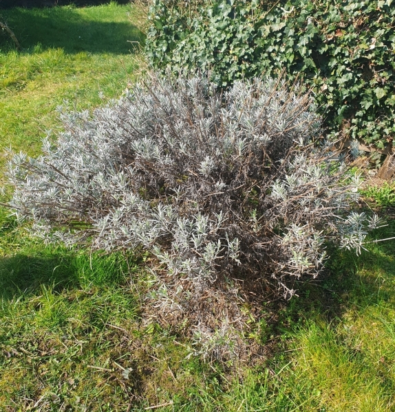 Have I killed my lavender?