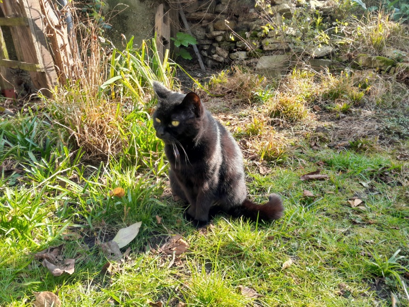 Hymns in Minor Keys & the Russian Easter Overture - the Excellent Cats ignore Culture.....