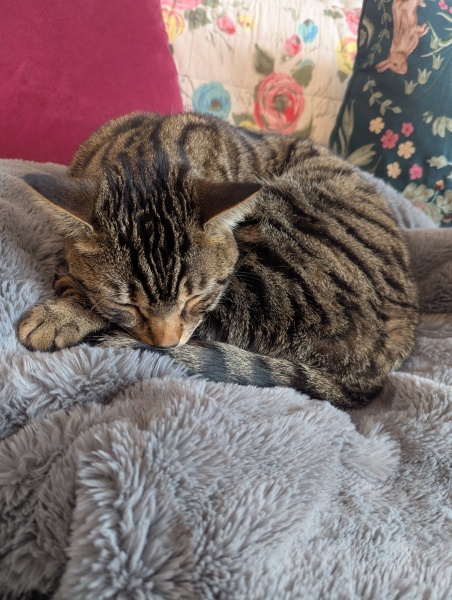 Cat ate lemon and garlic asparagus